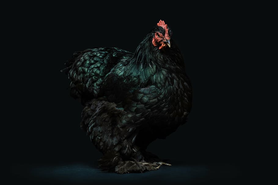gallo negro, negro, pollo, animales, pájaros, gallinas, gallo, plumas negras, real, majestuoso