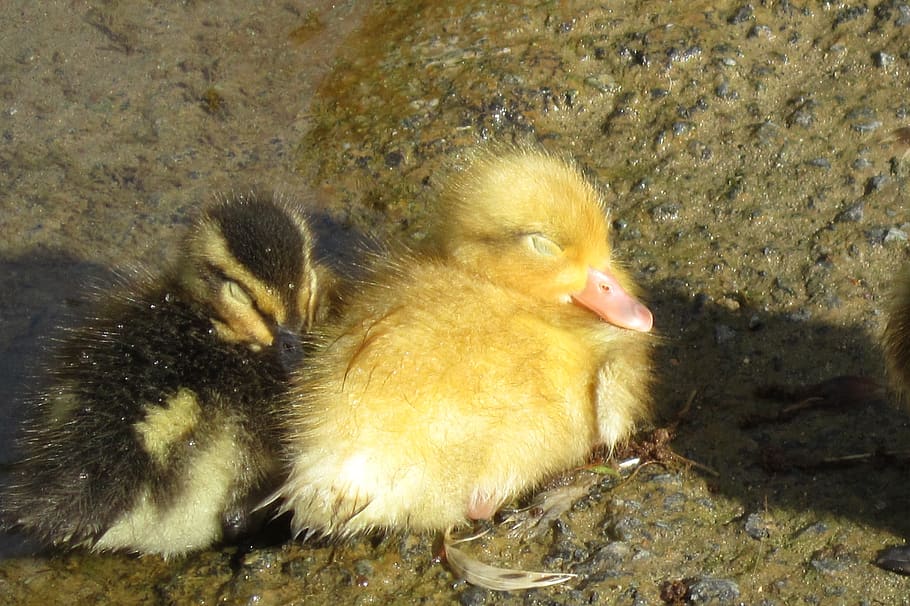 duckling, sleep, duck, fluffy, baby, little, rest, cuddle, young bird, young animal