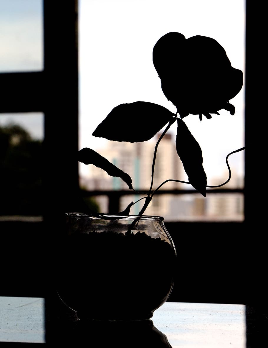 flower, silhouette, against light, flowers, light background, indoors, window, plant, vase, table