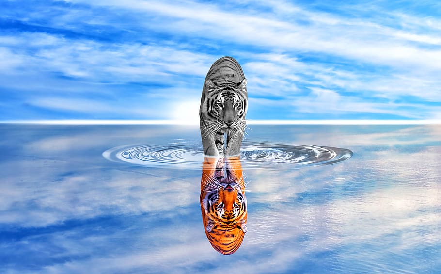 reflect, tiger, ju joy, water, sky, blue sky, water reflect, cloud - sky, nature, reflection
