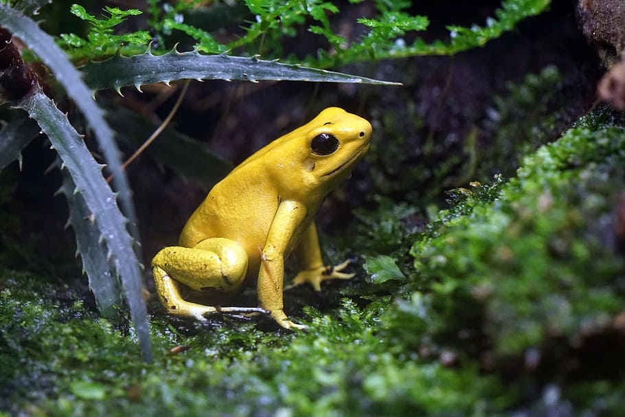 yellow, frog, green, surface, plants, toxic, netherlands, enclosure, zoo, forest