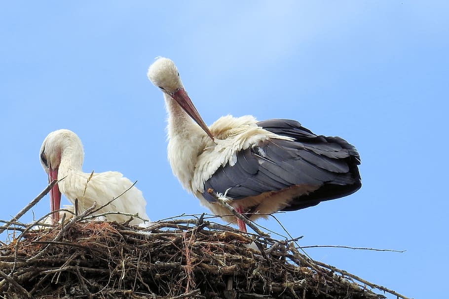 stork, stork couple, nest, storchennest, storks, feather, sky blue, bird, animal themes, animal
