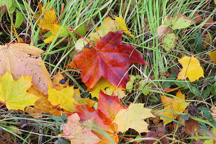 maple, leaves, autumn, beauty, yellowed sheet, maple leaf, golden autumn, nature, autumn leaves, yellow leaves