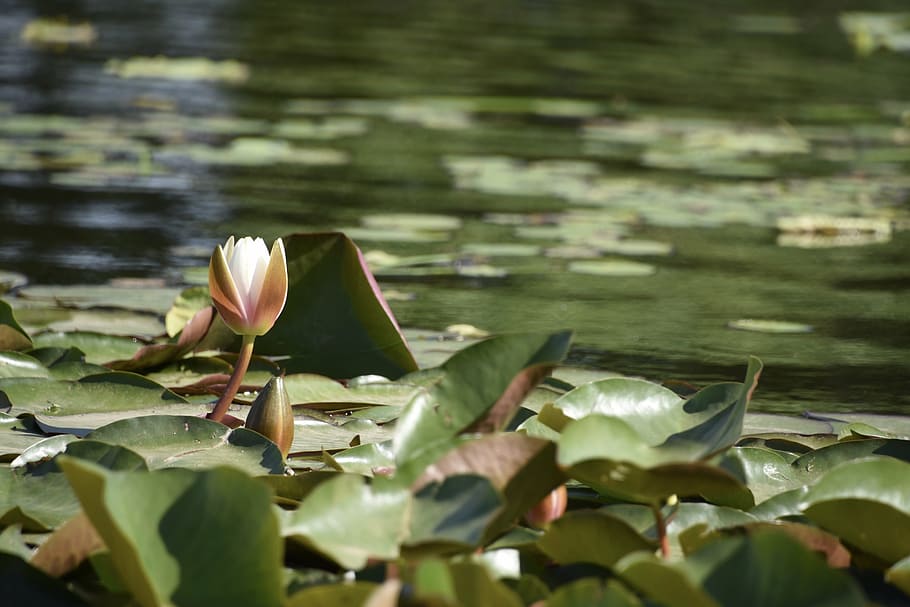 lotus, yuyuantan park, wind scraped through the beijing, saturday, the beginning of summer after, leaf, plant part, water, water lily, lake