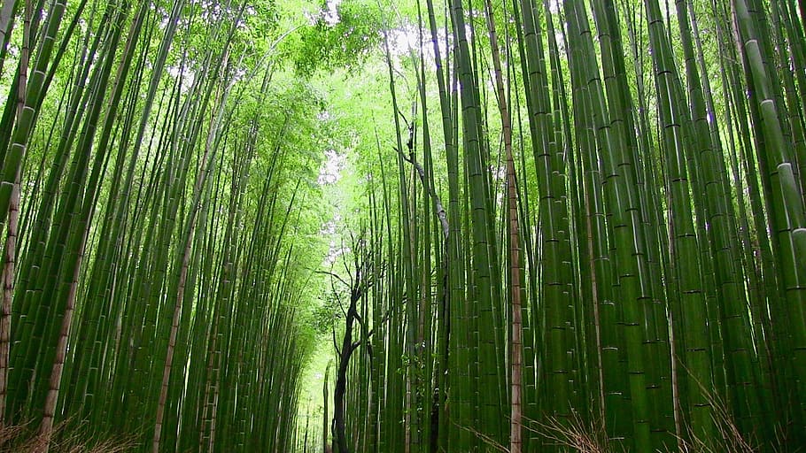 bambú, bosque, plantas, japón, naturaleza, bambú - planta, árbol, hoja, arboleda de bambú, color verde