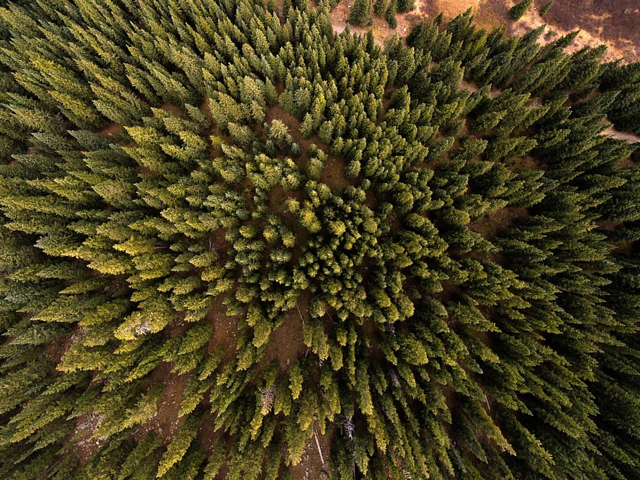 arriba, mira, bosque de pinos, de arriba hacia abajo, Frisco, Colorado, fotos, dominio público, árboles, Estados Unidos