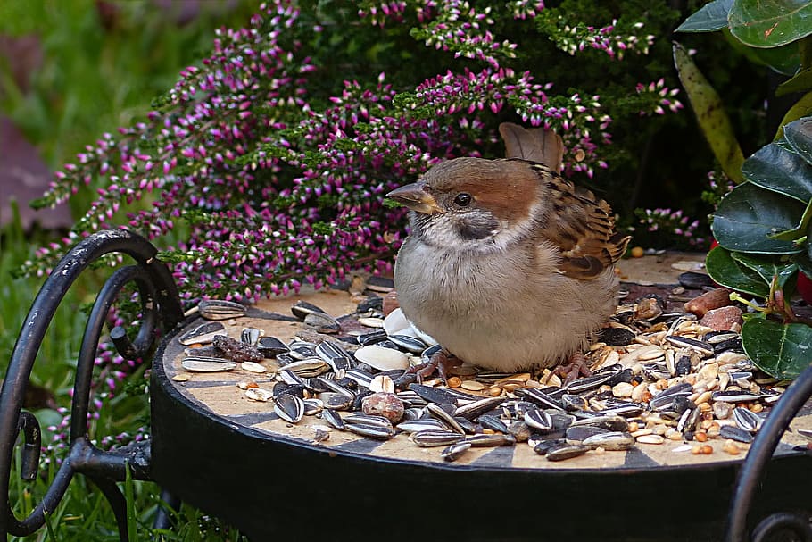 Sparrow, Sperling, Passer Domesticus, bird, young, foraging, garden, nature, animal, outdoors