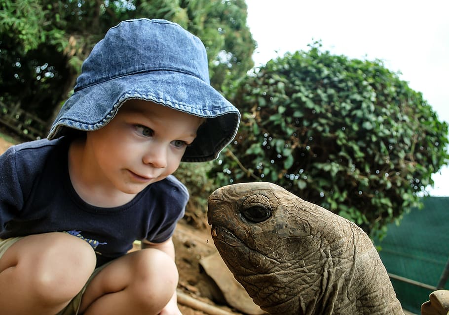 girl, looking, tortoise head, boy, turtle, watching, giant, head, beautiful, cute
