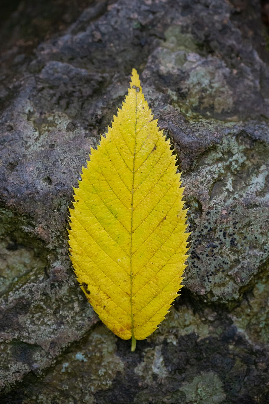 leaf, top, closeup, natural, nature, plant, background, outdoors, rock, autumn