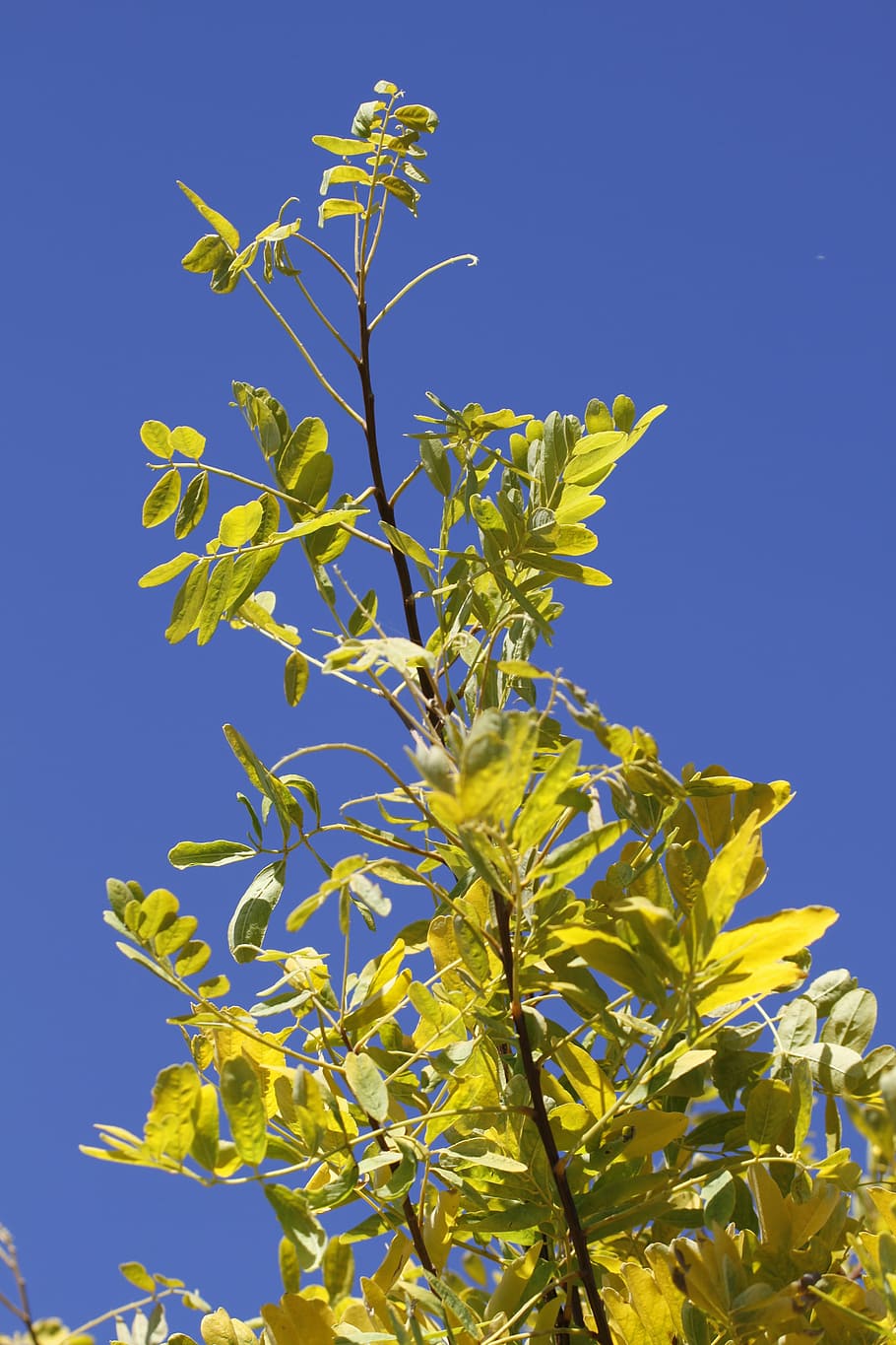 gleditsia, leather sleeves tree, tree, honey locust, oblong, sky, blue, autumn, nature, plant