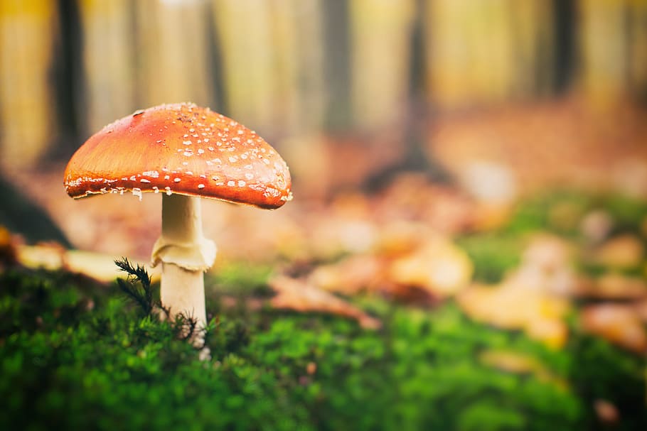jamur payung, hutan, jamur, arsitektur, alam, musim gugur, musim, close-up, daun, di luar ruangan