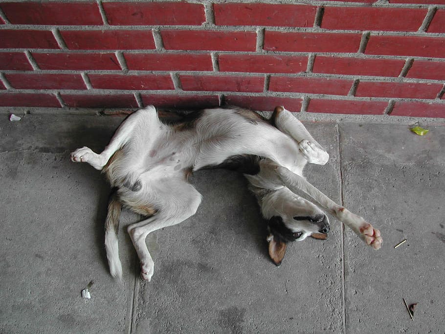 dog, laziness, tiredness, lying on back, lying on your back, domestic, pets, mammal, animal themes, domestic animals