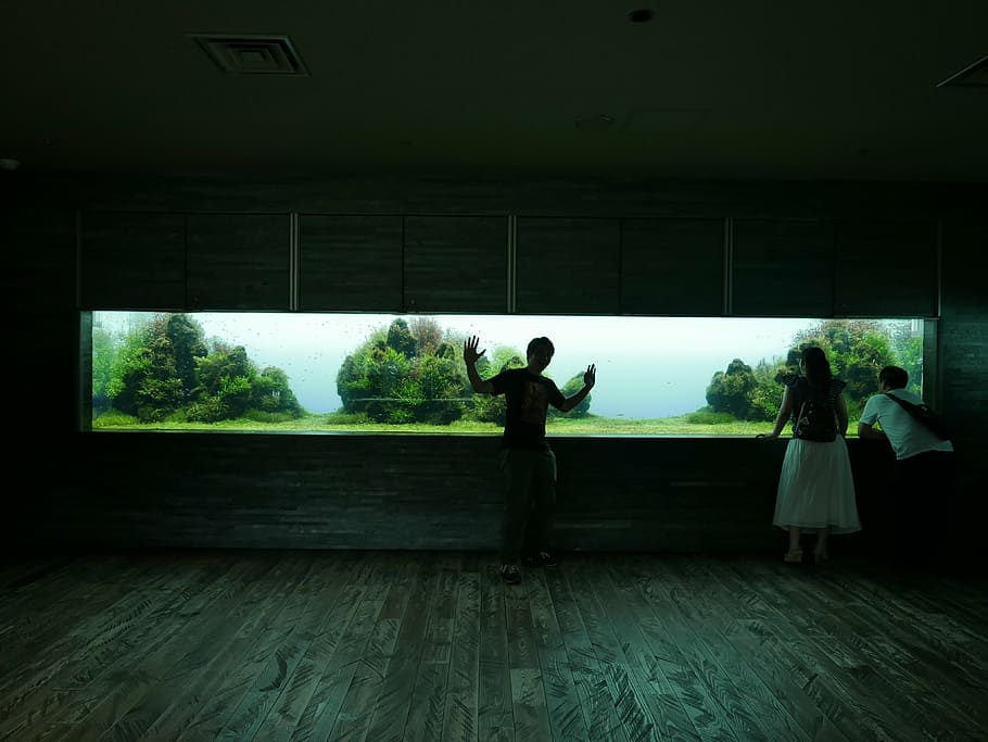 silhouette, fish tank, tokyo, dark, aquarium, zoo, tourist, real people, women, lifestyles - Pxfuel