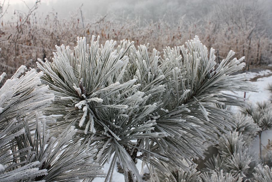 hard rime, winter, snow, earl name, in the cold, wood, snow flower, loneliness, cold temperature, plant