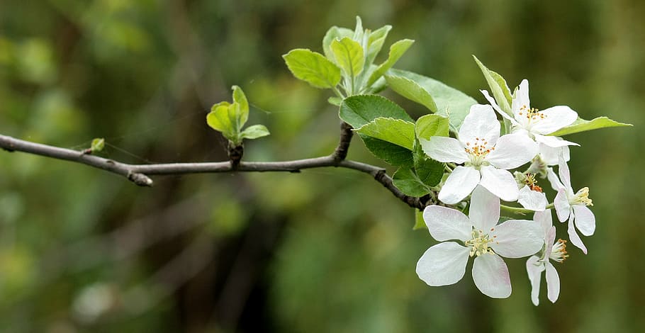 fotografía de enfoque, blanco, naranja, flores, casey, árbol, primavera, florecido, naturaleza, rama