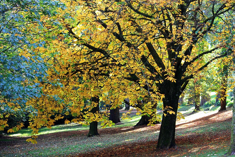 yellow, green, leaf tree, autumn, fall, nature, leaf, season, tree, park