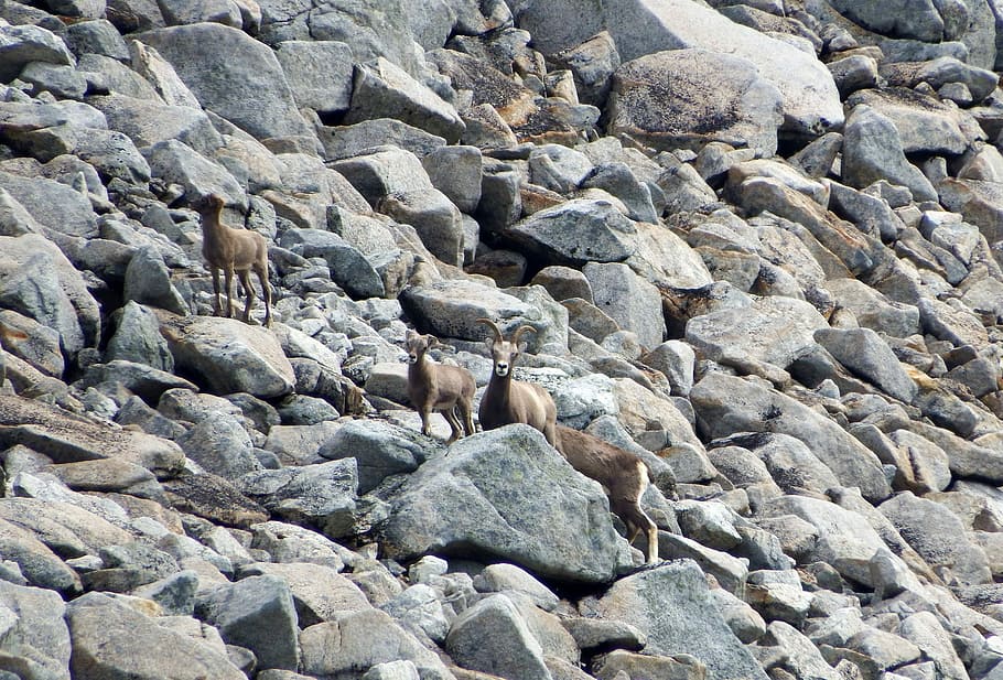 bighorn sheep, herd, mountains, pasture, highlands, alpine meadow, an unexpected meeting, the jitters, solid, rock