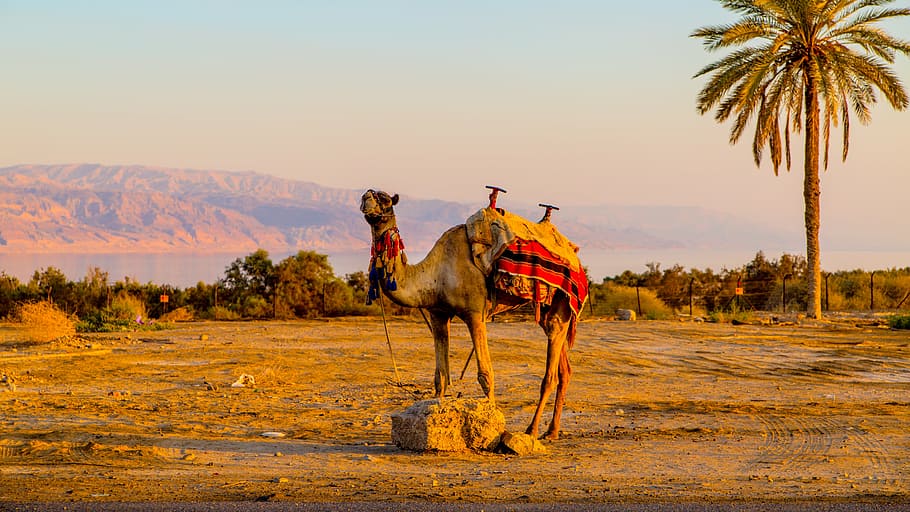 marrom, camelo, aberto, campo, palmeira, do outro lado, corpo, água, carrinhos, ao lado