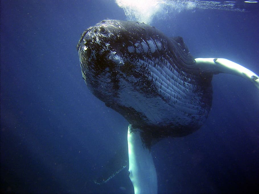close, photograph, black, white, whale, humpback, sea, ocean, water, underwater