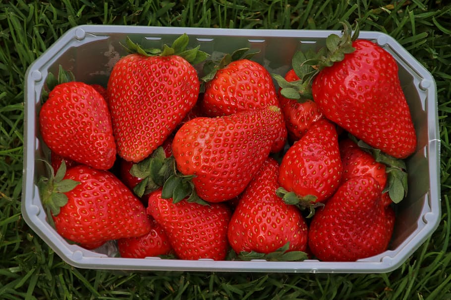 fresas, rojo, cesta, fruta, comer, saludable, la frescura, jugoso, dieta, sabroso
