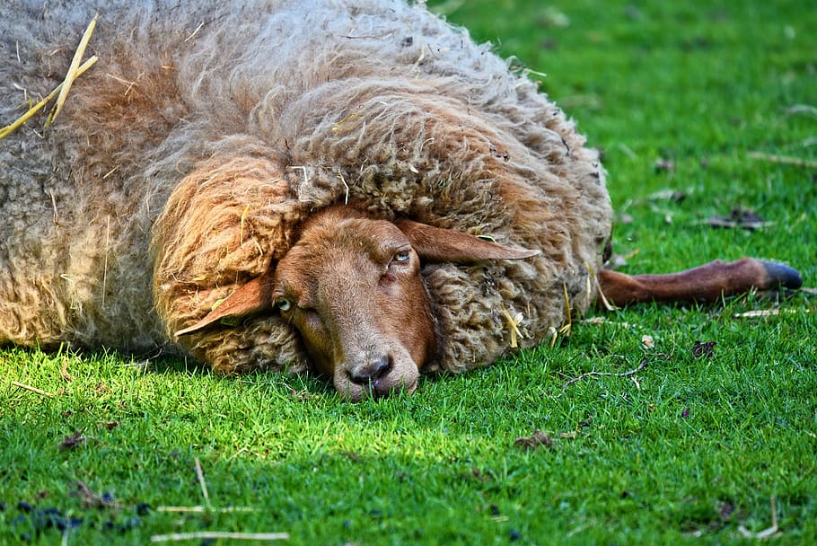 sheep, laying, grass, ewe, animal, mammal, even toed, cloven hoof, ruminant, resting