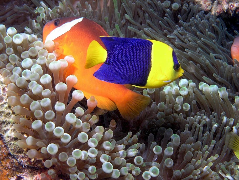 orange, blue, fishes, bicolor angelfish, fish, underwater, marine, tropical, ocean, sea