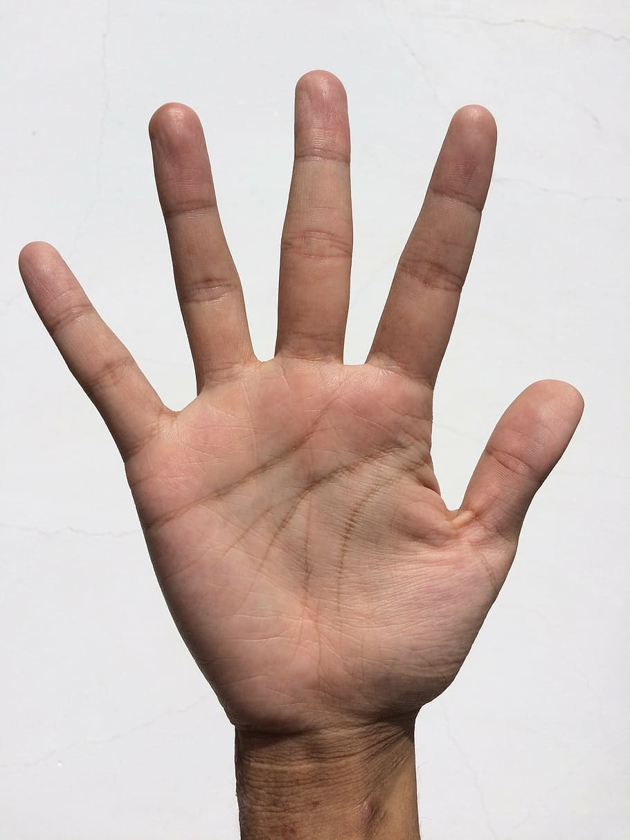 palma humana derecha, palma, mano, dedo, blanqueamiento, lectura de palma, joven, japonés, personas, cuerpo