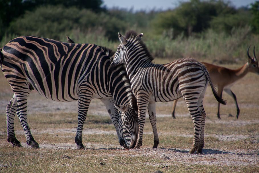Afrika Selatan, kuda zebra, hewan, hitam dan putih, safari, bergaris, penyeberangan, binatang buas, garis-garis, binatang menyusui