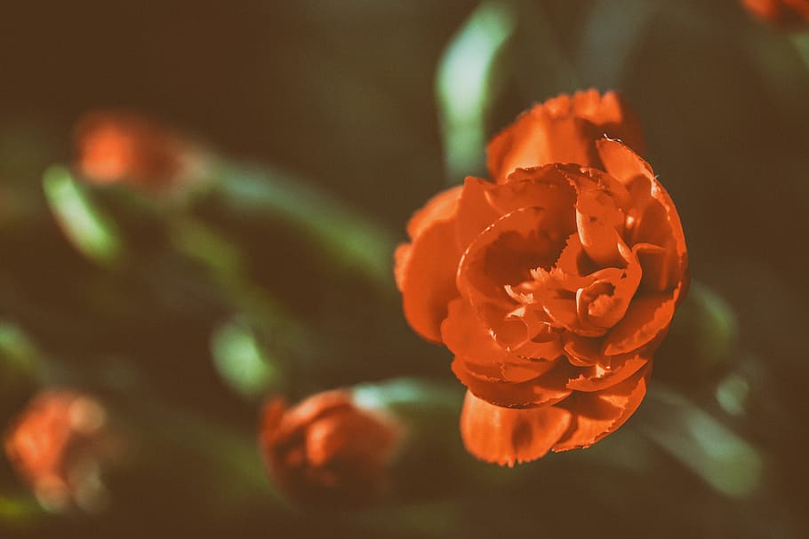 red, rose, flower, captured, Close-up shot, red rose, Kent, England, nature, flowers