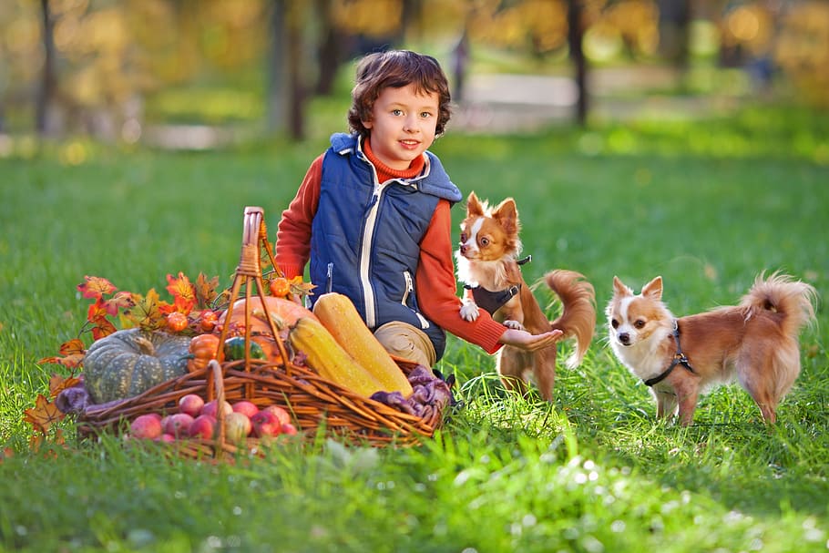 boy, two, chihuahua, picnic basket, green, grass field, dog, pug, small dog, animal