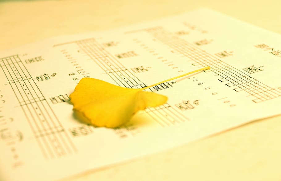 tablature, ginkgo biloba, warm, photography, yellow, paper, sheet, sheet music, music, musical note