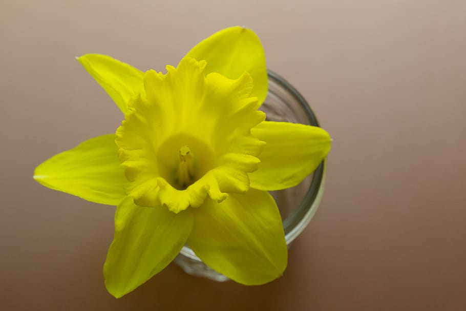 yellow, flower, flat lay, simple, minimal, pretty, background, wallpaper, jar, bloom