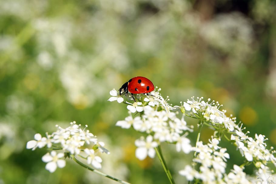 shallow, focus photography, red, black, lady bug, white, flowers, ladybug, insect, flower