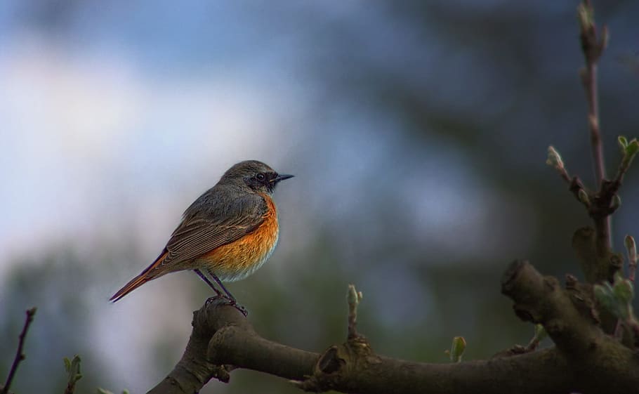 focus photography, orange, gray, robin bird, common redstart, phoenicurus phoenicurus, bird, garden, nature, animal wildlife