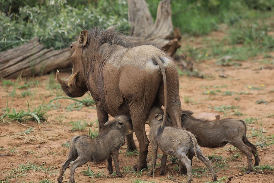 babi hutan, anak susuan, muda, tiga, minum, makanan, ibu, alam, Selatan, Afrika