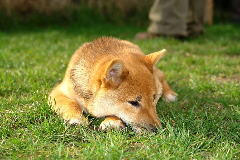 Shiba Inu, perro, primer plano, naturaleza, inu, primer plano del perro, cachorro, mentira, dulce, retrato de animal