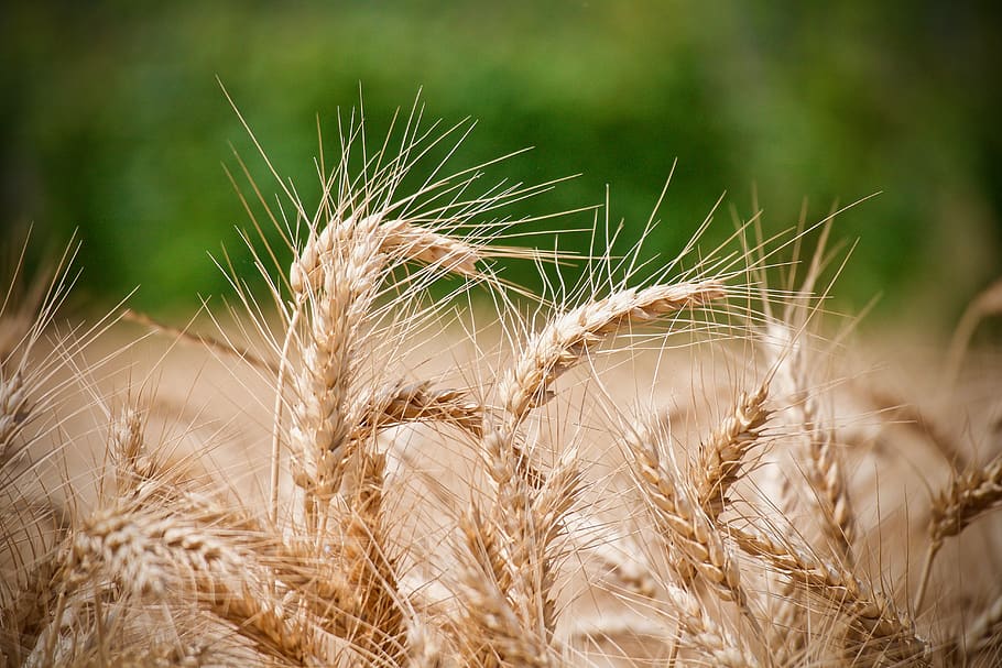 wheat, ears of wheat, agriculture, cereals, summer, food, field, flour, nature, alimentari