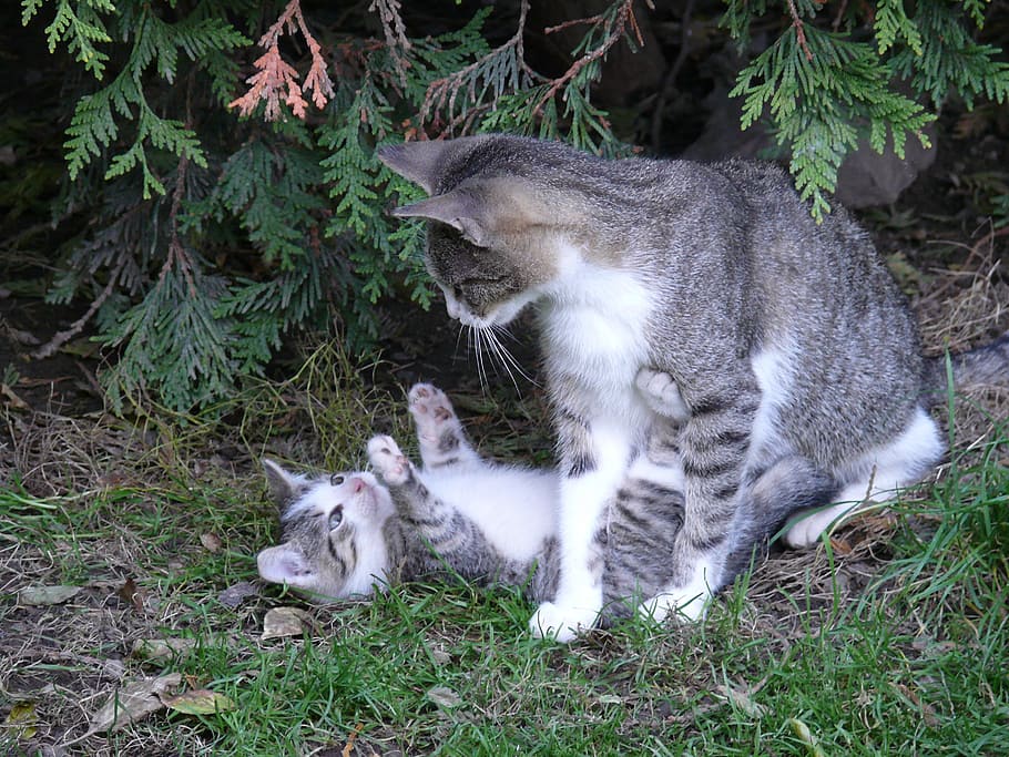 gray, white, kitten, playing, cat, green, grass, pet, animal, kitty