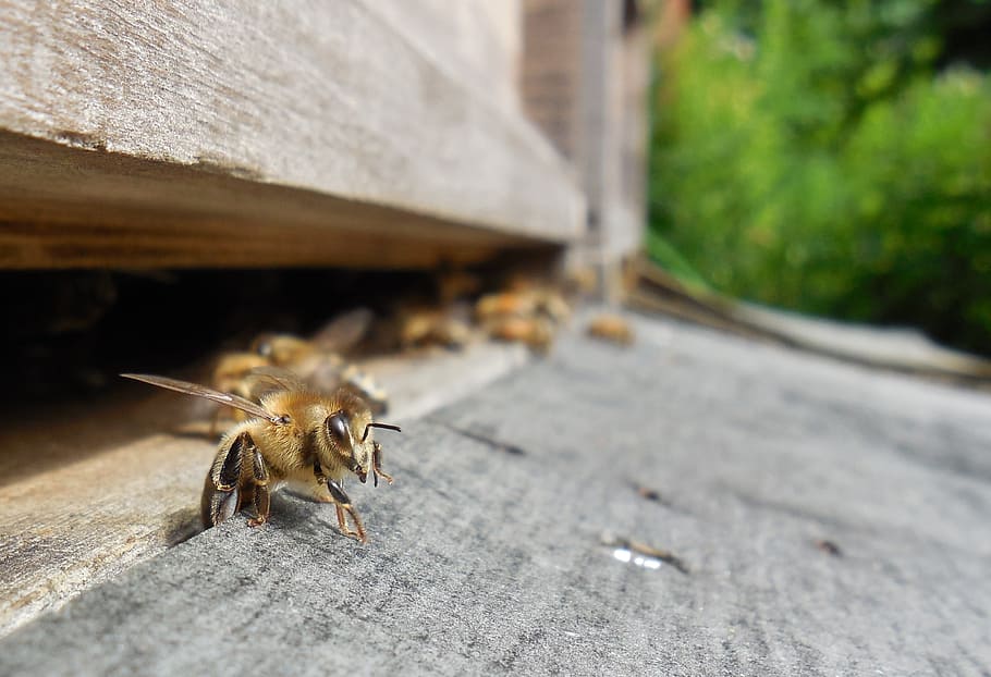 honeybees, brown, surface, Hive, Beehive, Prey, Honey Bees, bees, beekeeper, bee keeping