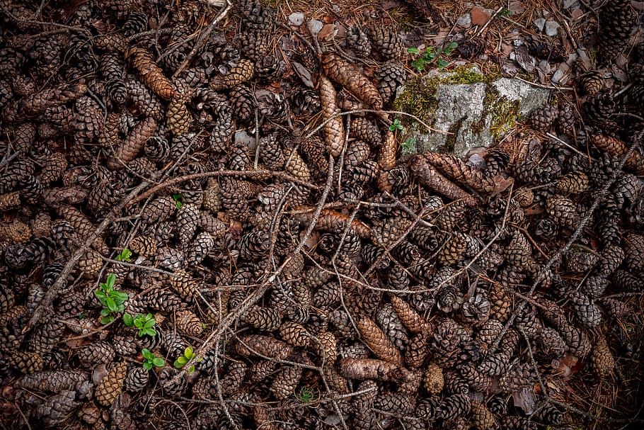 conifer cone, pine, plant, nature, outdoor, plant part, land, growth, day, dry