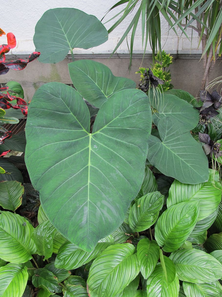 elephant ears, leaves, plants, green, large, leaf, landscaping, tropical, lush, green color