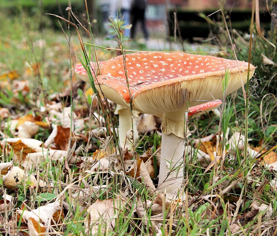Mushroom, White, Dots, Autumn, red with white dots, agaric, forest, fungus, nature, toxic Substance