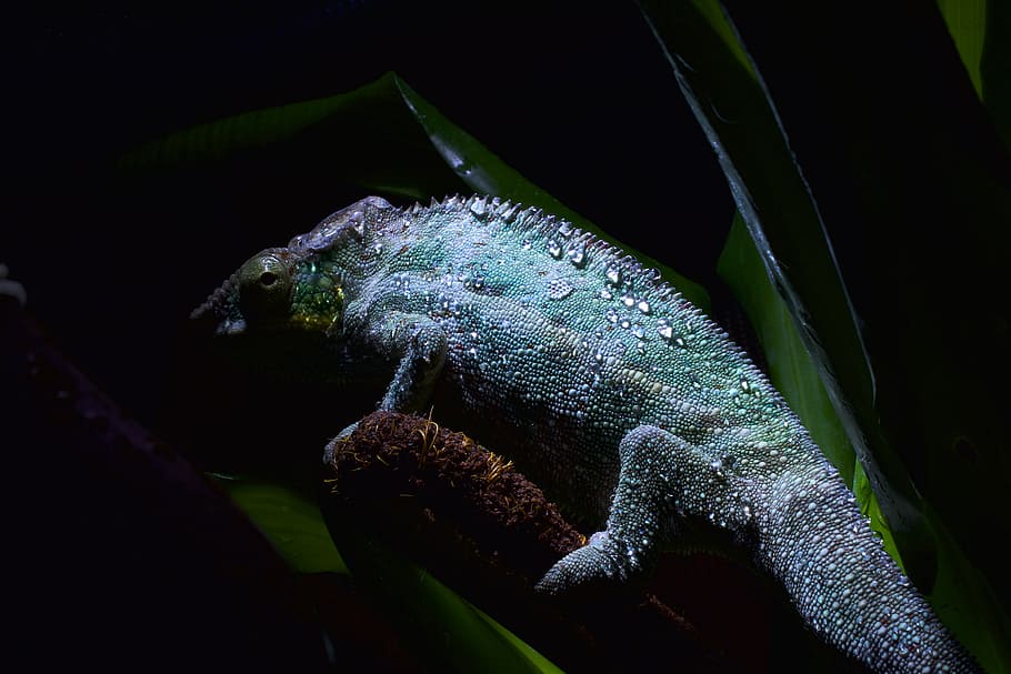 chameleon skin, drop of water, chameleon cock, chameleon shed, pangolin, pet, close, macro, hidden, animal themes