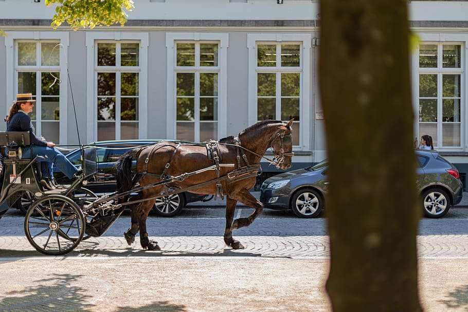coach, horse, horse-drawn carriage, wagon, transport, getting there and getting around, horseback riding, historical, bruges, flanders