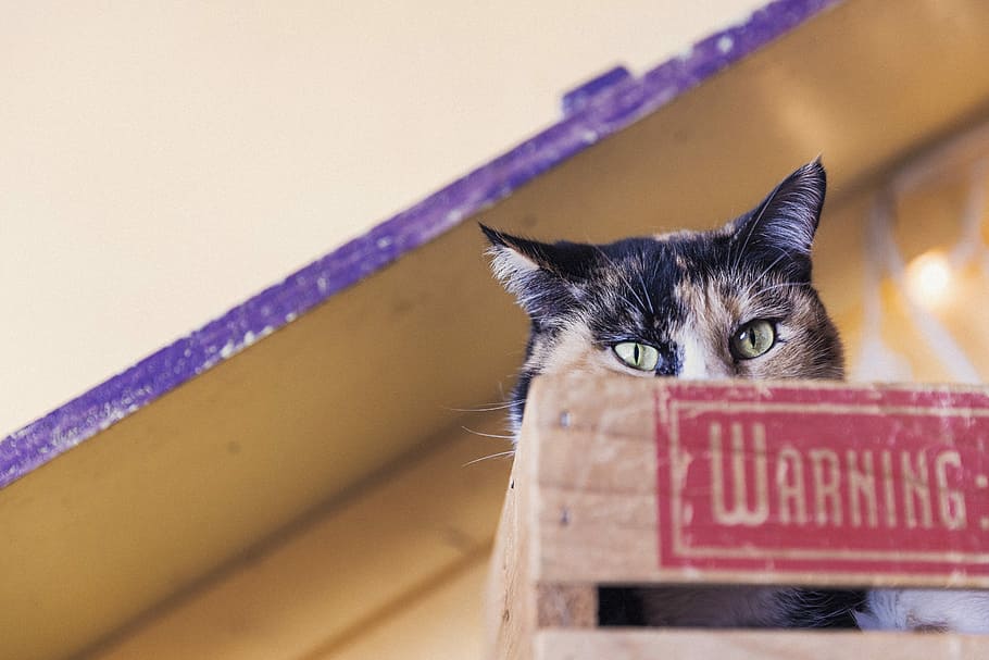 calico, cat, brown, wooden, crate, calico cat, wooden crate, animals, lazy, warning