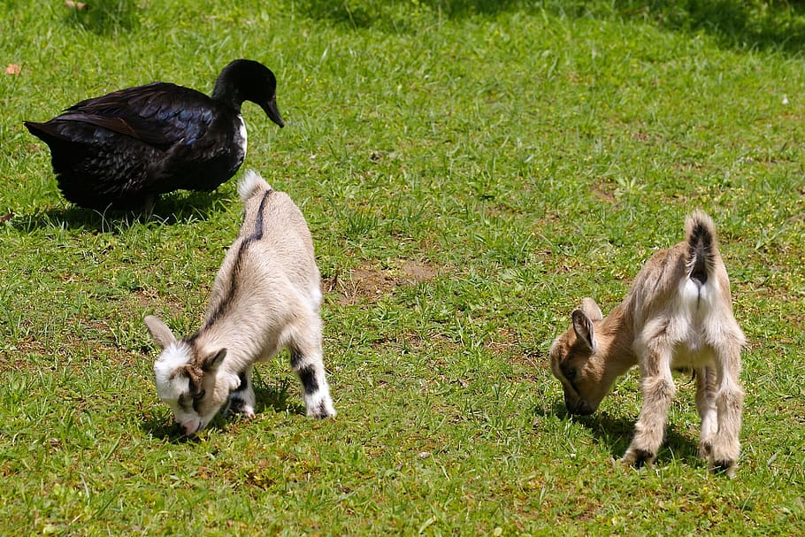 two, brown, goats, black, duck, playing, green, lawn, petting zoo, kid