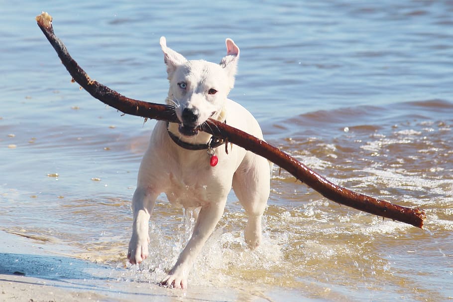 medium short-coated, white, dog, fetching, stick, body, water, daytime, batons, beach