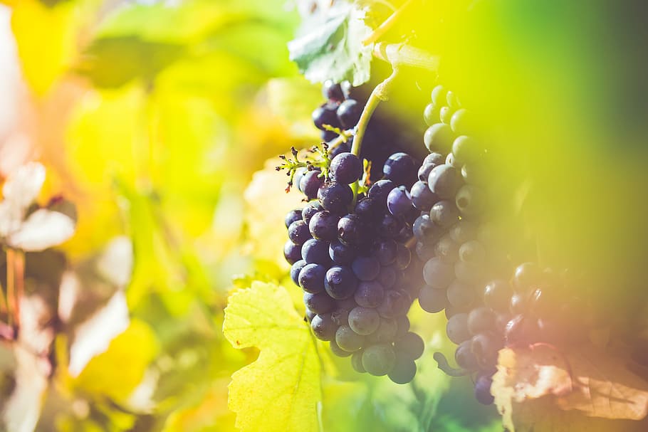 campo de viñedo, maduro, uvas de vino, viñedo, campo, otoño, agricultura, alimentos, uvas, vid