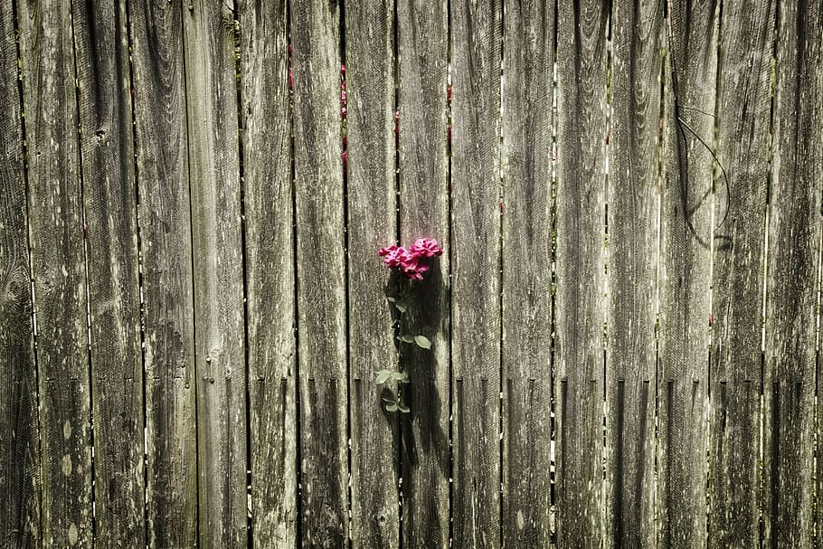 fence, rose, solitude, pink, love, romantic, vintage, natural, flower, textured