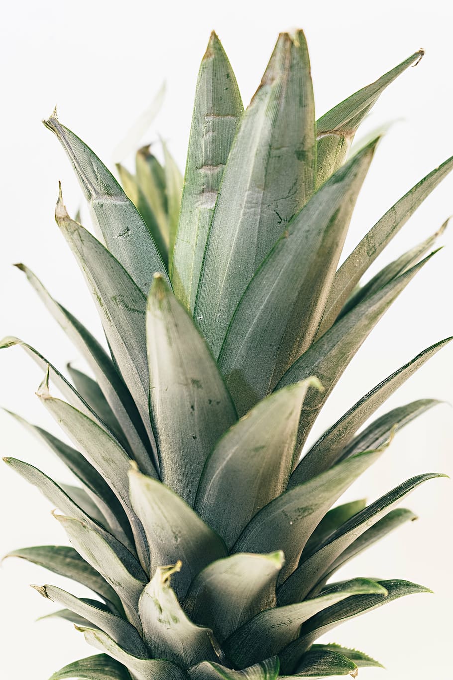 close-up photography, white, pineapple crown, pineapple, dessert, appetizer, fruit, juice, crop, leaf